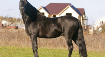 Karachaevský kůň: úplný popis plemene